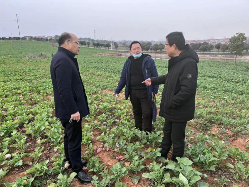 <a href="./xwzx/gzdt/202302/t20230206_521507.html">市土肥站深入梁子湖区指导油菜适时追肥</a>