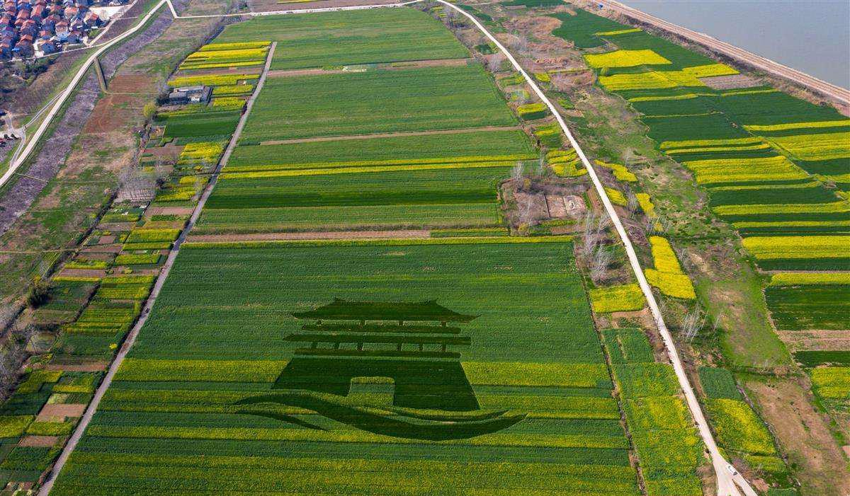 华容区段店镇江滩小麦、油菜田.png